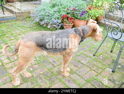 Dog Airedale terrier in the garden. Stock Photo