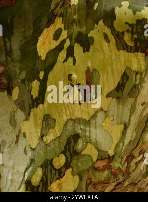 Closeup of the colourful patterns on a plane tree's bark. Stock Photo