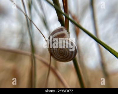 Milk Snail (Otala lactea) Stock Photo