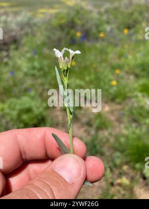 drummond's rockcress (Boechera stricta Stock Photo - Alamy