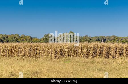 section of a field of dried up corn in east hampton Stock Photo