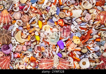 an image full of sea shells Stock Photo