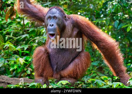 Male orangutan in Sabah, Borneo, Malaysia Stock Photo