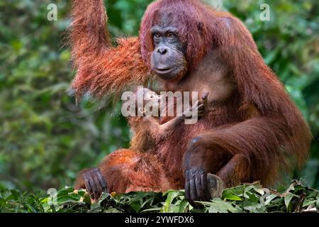 Female orangutan nursing the baby in Borneo, Malaysia Stock Photo