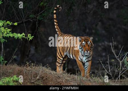 Bengal Tiger known also as Panthera Tigris in Ranthambore in India Stock Photo