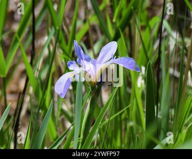 southern blue flag (Iris virginica) Stock Photo