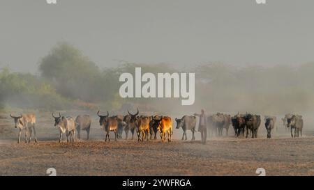 Herder and flock of cows in the dust in Gujarat, India Stock Photo
