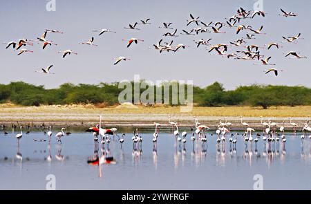 Flamingos in Rann of Kutch, Gujarat, India Stock Photo