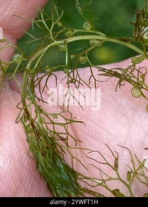 Section Utricularia (Utricularia Stock Photo - Alamy