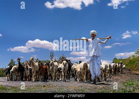 Rabari shepherd and his herd in Palitana, India Stock Photo