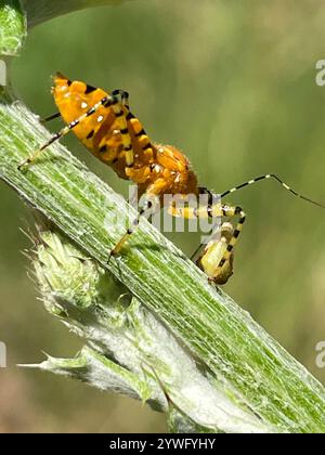 Orange Assassin Bug (Pselliopus barberi) Stock Photo