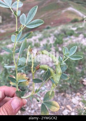 Golden bean (Thermopsis rhombifolia) Stock Photo