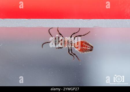 Four-spotted Velvet Ant (Dasymutilla quadriguttata) Stock Photo