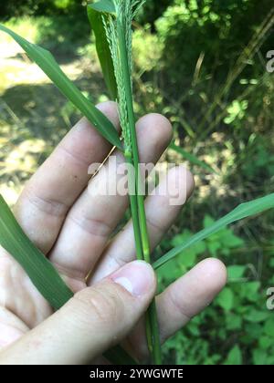 Amazon sprangle-top (Dinebra panicoides Stock Photo - Alamy