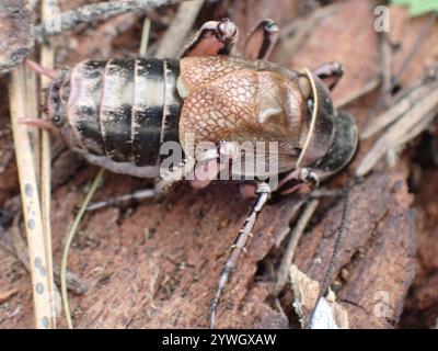 Great Grig (Cyphoderris monstrosa Stock Photo - Alamy