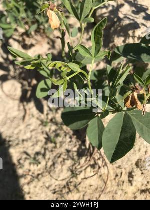 Golden bean (Thermopsis rhombifolia) Stock Photo