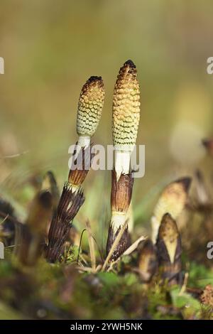 Fertile shoots of field horsetail (Equisetum arvense), Switzerland, Europe Stock Photo