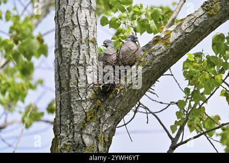 Wood pigeon (Columba palumbus), pair sitting on nest, Lake Neusiedl, Seewinkel, Austria, Europe Stock Photo