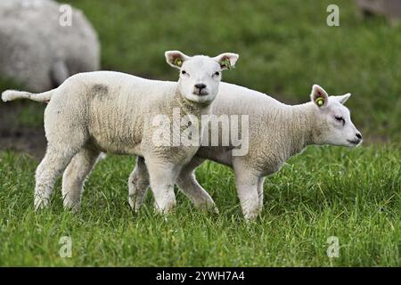 Domestic sheep (Ovis aries), two white lambs standing in a meadow, Texel, North Holland, Netherlands Stock Photo