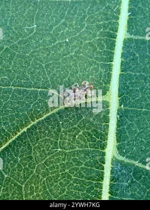 Chrysanthemum Lace Bug (Corythucha marmorata) Stock Photo