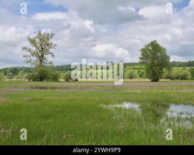Field of flowering cuckooflower (Silene flos-cuculi), Reussspitz nature reserve, Canton Zug, Switzerland, Europe Stock Photo