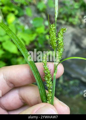 eastern rough sedge (Carex scabrata) Stock Photo