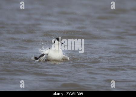 Pied avocet (Recurvirostra avosetta) adult wading bird bathing in a shallow lagoon, Norfolk, England, United Kingdom, Europe Stock Photo