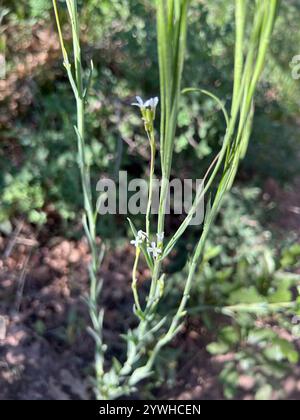 drummond's rockcress (Boechera stricta Stock Photo - Alamy