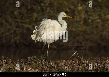 Great white egret (Ardea alba) adult bird shaking its feathers on an island in a lake, Suffolk, England, United Kingdom, Europe Stock Photo