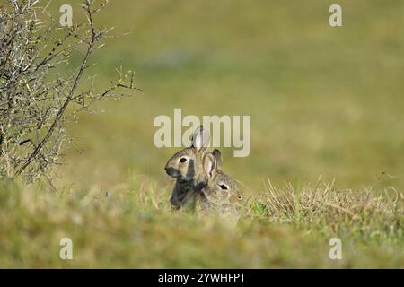 Two wild rabbits (Oryctolagus cuniculus), sitting on a meadow, Texel, West Frisian Islands, province of North Holland, Netherlands Stock Photo