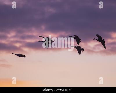 Canada Geese, (Branta canadensis), a flock of six birds, in landing flight as silhouettes, set against a colorful, late evening sky, Hesse, Germany, E Stock Photo