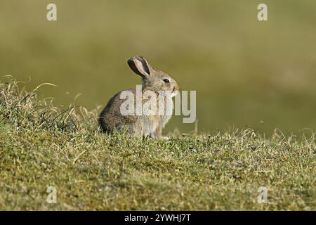 Wild rabbit (Oryctolagus cuniculus), sitting on a meadow, Texel, West Frisian Islands, province of North Holland, Netherlands Stock Photo