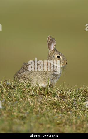 Wild rabbit (Oryctolagus cuniculus), sitting on a meadow, Texel, West Frisian Islands, province of North Holland, Netherlands Stock Photo