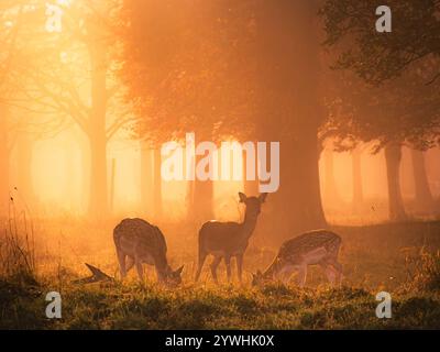 Golden misty morning in the Phoenix Park with the deer on scene Stock Photo