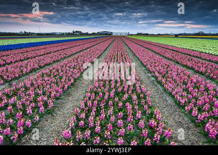 Vibrant tulip fields bloom under dramatic skies during early spring season Stock Photo