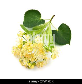 Twig of linden tree on white backgrounds Stock Photo