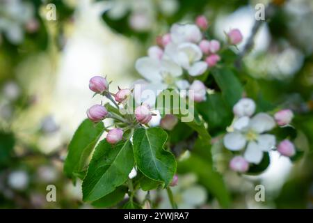 European Crab Apple (Malus sylvestris) blossom in spring in a woodland. Close-up of white blossom of a crab apple tree (Malus sylvestris). Stock Photo