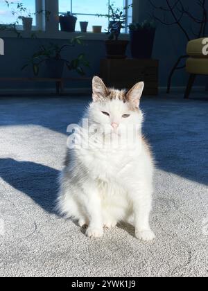 A sleepy old cat sitting awkwardly on a carpeted living room floor in a home. Stock Photo