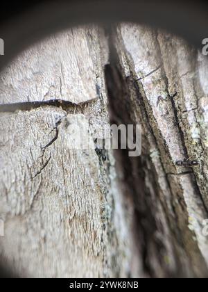 Schaum's Acorn Ant (Temnothorax schaumii) Stock Photo