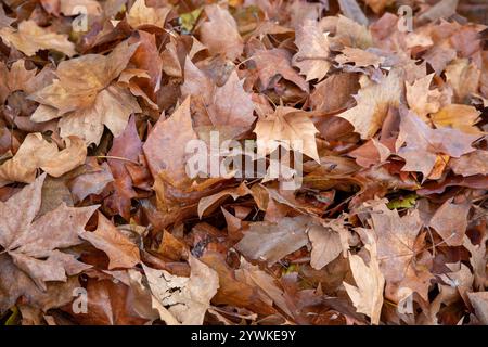 Fallen Leaves Texture: Autumn Nature Background with Colorful Foliage Stock Photo