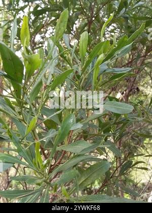 (Dodonaea viscosa spatulata Stock Photo - Alamy