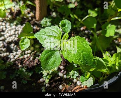 Canada clearweed (Pilea pumila) Stock Photo