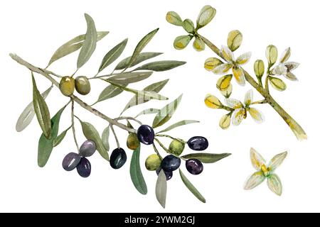 Olive branch with black and green berries, leaves and blooming olive branch with white flowers. Hand drawn watercolor botanical illustration. Stock Photo