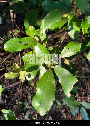 Pigeonwood (Hedycarya arborea) Stock Photo