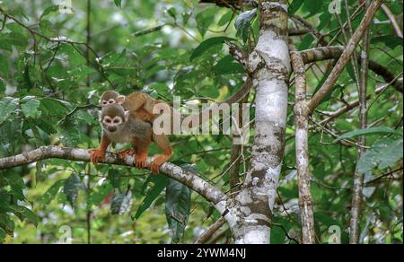 Ecuadorian Squirrel Monkey (Saimiri cassiquiarensis macrodon) Stock Photo