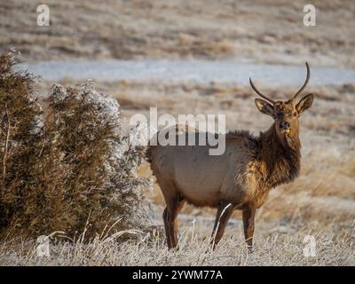 spike bull elk standing in a meadow in the winter Stock Photo