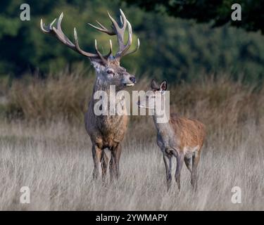 Red Deer Stag and Hind Stock Photo