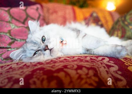 A cute, white, long-haired cat relaxing on a sofa – a purebred Persian or Chinchilla with a silver coat. Stock Photo