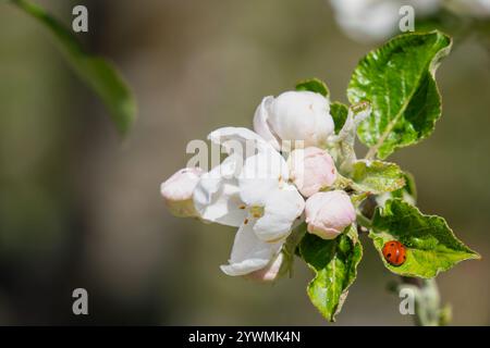 Bright red seven-spot ladybird with white apple blossom. Close-up of white Apple blossoms and ladybird on a bokeh background. Stock Photo