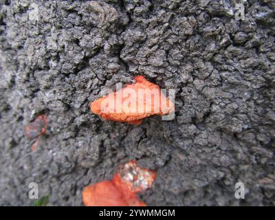 Southern Cinnabar Polypore (Trametes coccinea) Stock Photo